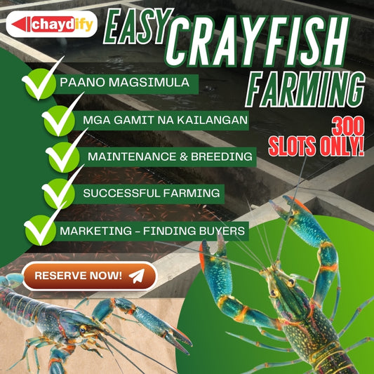 Successful Crayfish Farming